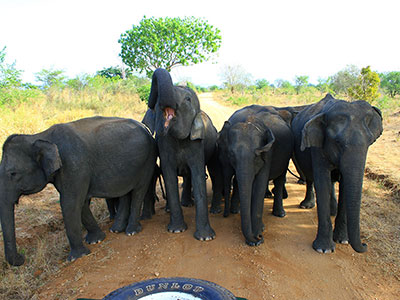 Sri Lanka Day Tours - Kandy Day Tours - Galle Day Tours - Sigiriya Day Tours - Kitulgala Day Tours