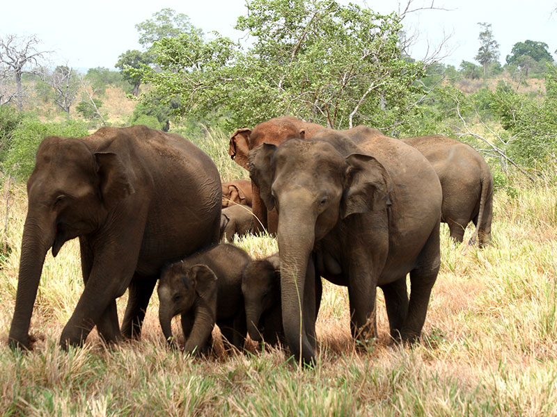 Tented Safari Camps in Udawalawe, Luxury Safari Camping in Udawalawe, Udawalawe Safari Camp, Udawalawe Safari Camping, Udawalawe Camping Safaris, Camping Tours in Udawalawe, Udawalawe Safari Camping Tours, Luxury Safari Camping Tours, Udawalawe Luxury Safari Camp, Udawalawe Camping