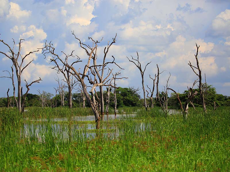 Farm Stay and Elephant watching in Sri Lanka, Rural Farm Stay in Sri Lanka, Sri Lanka Experiences, Wildlife experience Sri Lanka