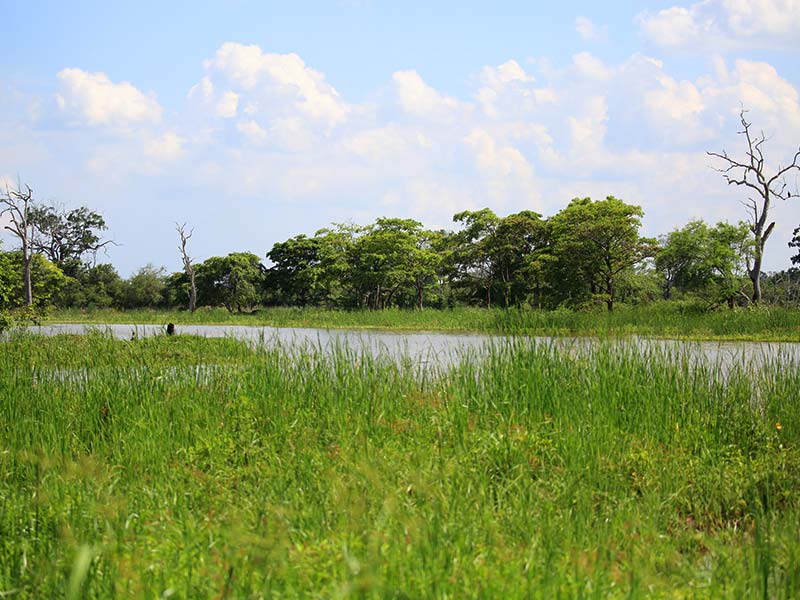 Farm Stay and Elephant watching in Sri Lanka, Rural Farm Stay in Sri Lanka, Sri Lanka Experiences, Wildlife experience Sri Lanka