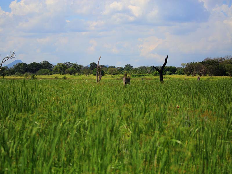 Farm Stay and Elephant watching in Sri Lanka, Rural Farm Stay in Sri Lanka, Sri Lanka Experiences, Wildlife experience Sri Lanka