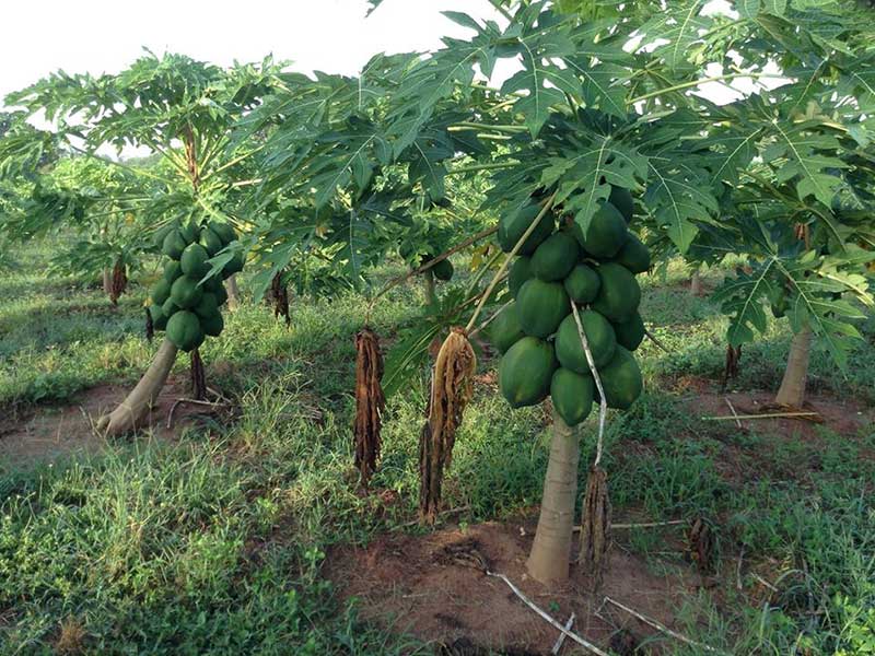 Farm Stay and Elephant watching in Sri Lanka, Rural Farm Stay in Sri Lanka, Sri Lanka Experiences, Wildlife experience Sri Lanka
