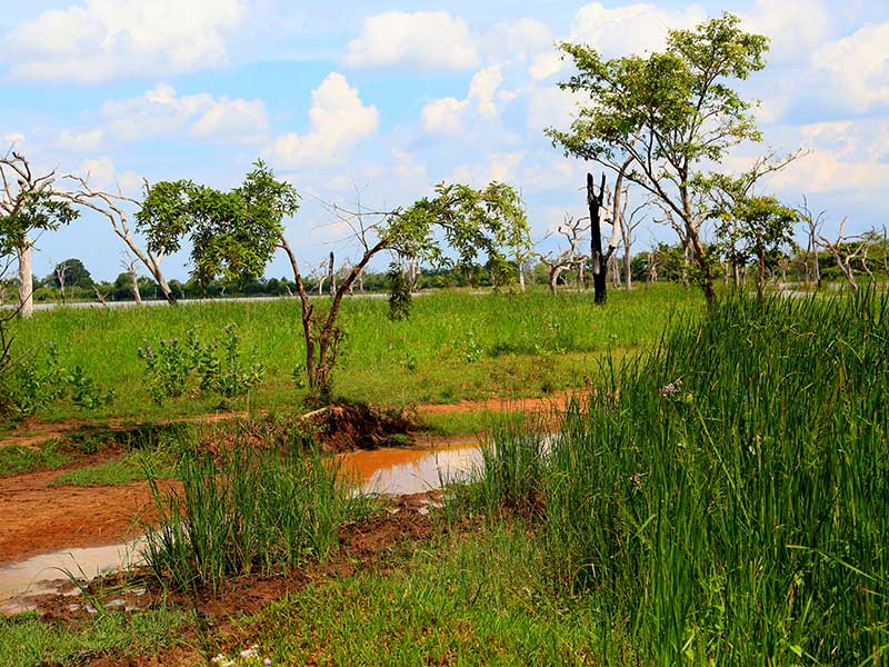 Farm Stay and Elephant watching in Sri Lanka, Rural Farm Stay in Sri Lanka, Sri Lanka Experiences, Wildlife experience Sri Lanka