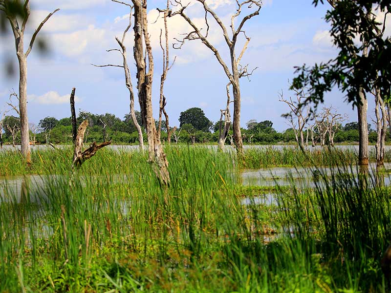 Farm Stay and Elephant watching in Sri Lanka, Rural Farm Stay in Sri Lanka, Sri Lanka Experiences, Wildlife experience Sri Lanka