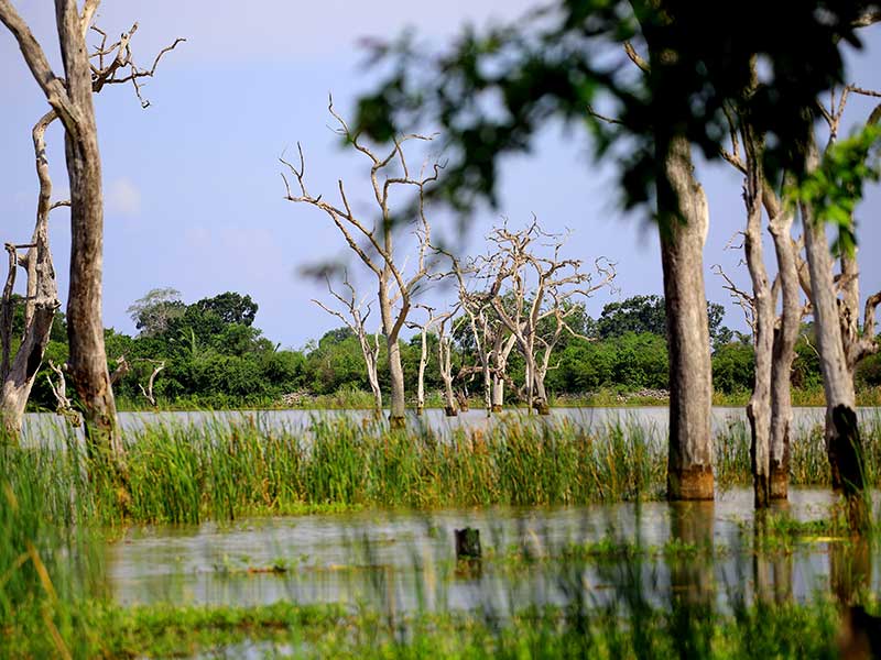 Farm Stay and Elephant watching in Sri Lanka, Rural Farm Stay in Sri Lanka, Sri Lanka Experiences, Wildlife experience Sri Lanka