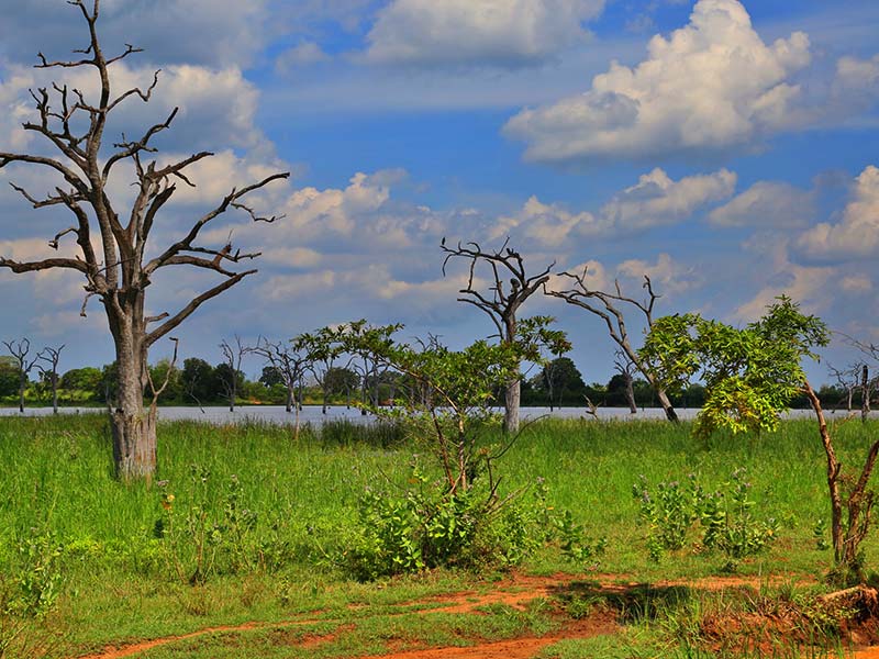 Farm Stay and Elephant watching in Sri Lanka, Rural Farm Stay in Sri Lanka, Sri Lanka Experiences, Wildlife experience Sri Lanka
