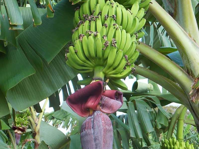 Farm Stay and Elephant watching in Sri Lanka, Rural Farm Stay in Sri Lanka, Sri Lanka Experiences, Wildlife experience Sri Lanka