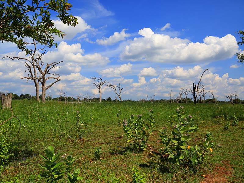Farm Stay and Elephant watching in Sri Lanka, Rural Farm Stay in Sri Lanka, Sri Lanka Experiences, Wildlife experience Sri Lanka