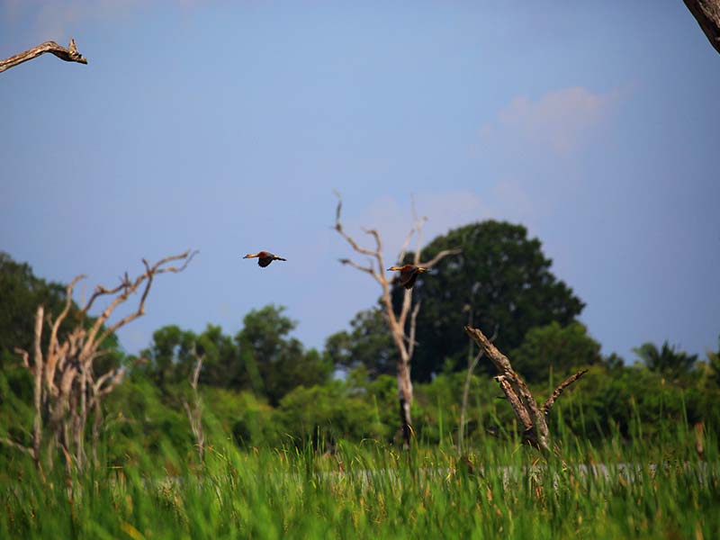Farm Stay and Elephant watching in Sri Lanka, Rural Farm Stay in Sri Lanka, Sri Lanka Experiences, Wildlife experience Sri Lanka