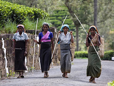 Best Things to do in Sri Lanka - Best Travel Experiences in Sri Lanka - Authentic Travel Experiences in Sri Lanka - Things to do in Sri Lanka
