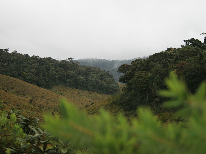 Trekking tours in Horton Plains - Ella Trekking Trips - Horton Plains Trekking Tours - Trekking Trips in Ella - Horton trekking tours - Sri Lanka Trekking Trips - Trekking Trips in Sri Lanka