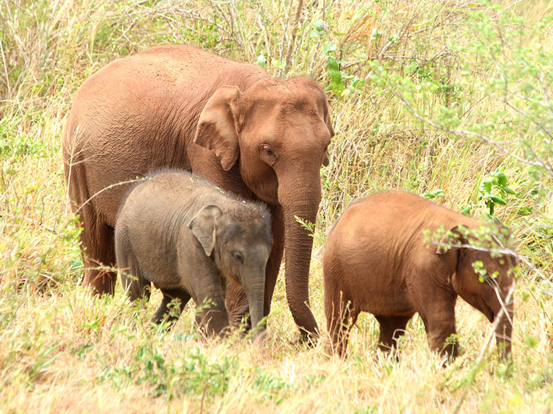 Trekking tours in Sri Lanka - Cycling Tours in Sri Lanka - Trekking and Cycling Tours Sri Lanka
