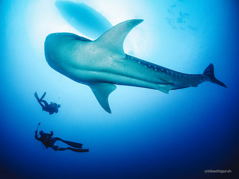 Maldives Island Adventure Tours