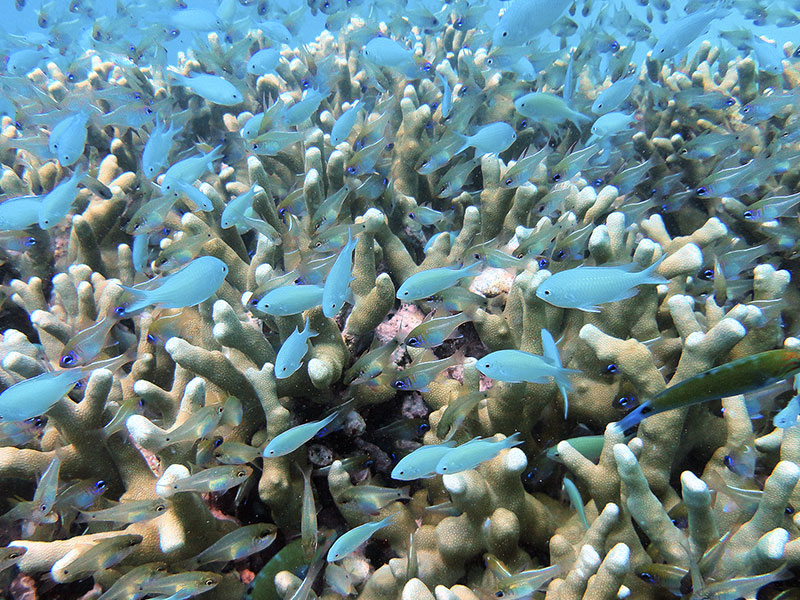 Diving Tours and Guided Diving Holidays in Maldives