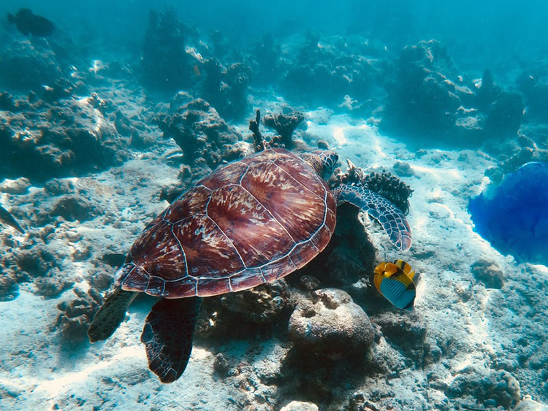 Diving Tours and Guided Diving Holidays in Maldives