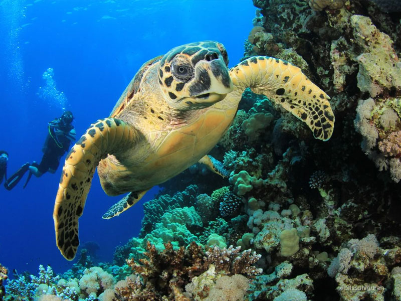 Diving Tours and Guided Diving Holidays in Maldives