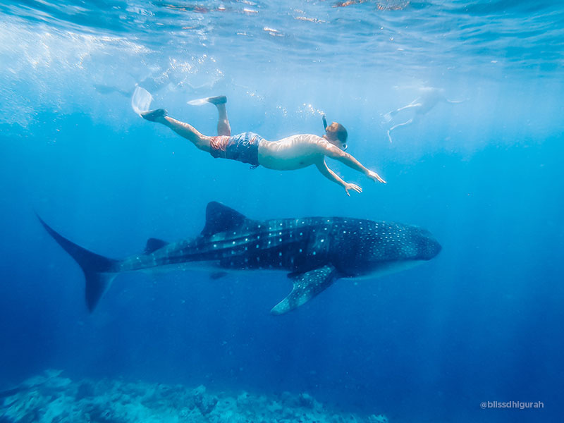 Diving Tours and Guided Diving Holidays in Maldives