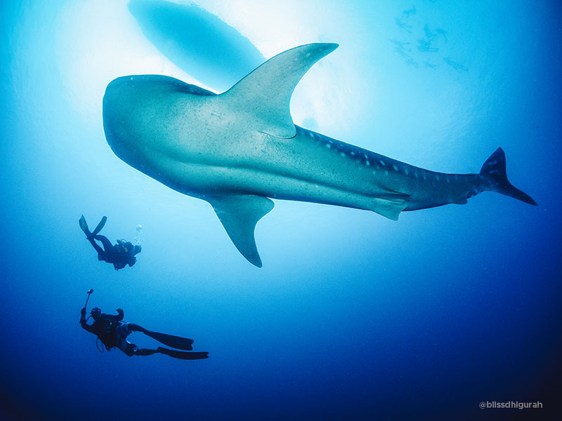 Diving Tours and Guided Diving Holidays in Maldives