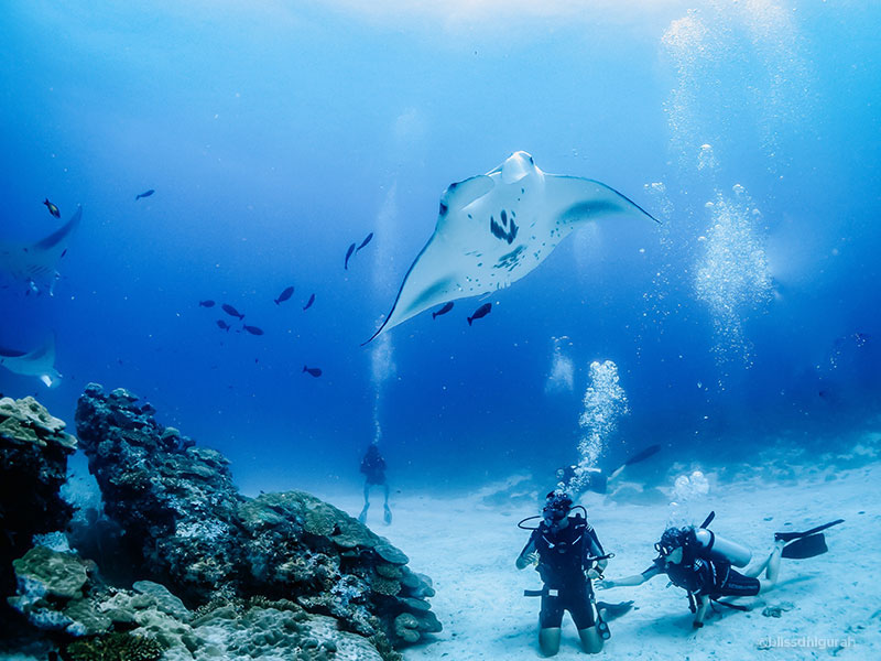 Diving Tours and Guided Diving Holidays in Maldives
