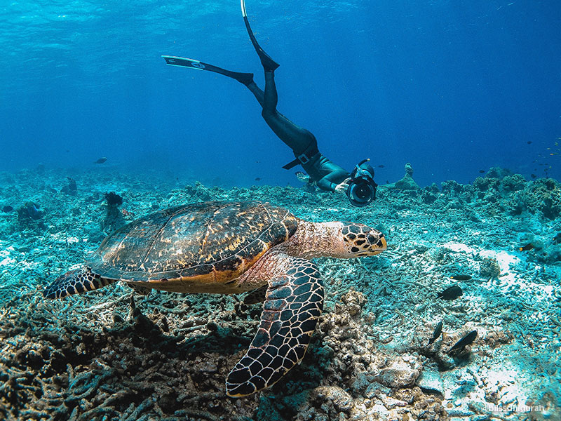 Diving Tours and Guided Diving Holidays in Maldives