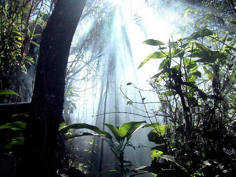 Trek in Sinharaja - Rain Forest Tours in Sri Lanka - Rain Forest Trekking Tours - Forest Reserve in Sri Lanka - Rain forest exploration tours in Sri Lanka - Rain Forest Trekking - Rain Forest Reserve