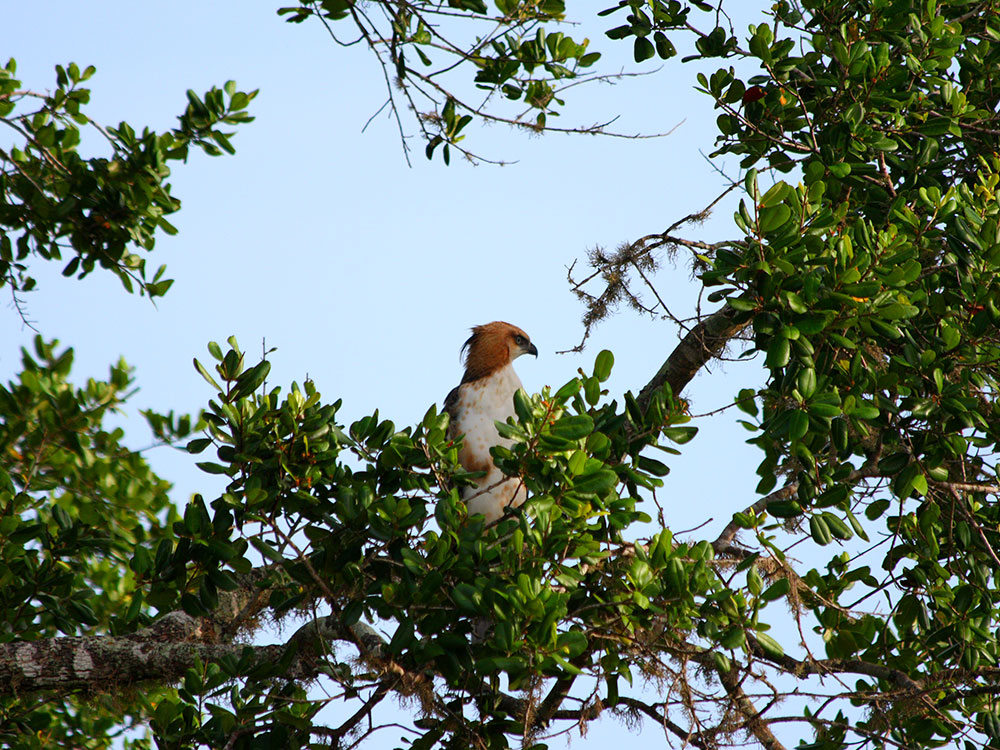 Bird watching Tours in Sri Lanka - Sri Lanka Bird watching Tours - Bird watching in Sri Lanka - Yala - Udawalawe - Sinharaja - Wilpattu - Kumana - Kaudulla - Kitulgala - Anawilundawa - Kitulgala - Bundala - Wasgamuwa - Galoya - Birds - Sri Lanka - Tours - Horton Plains - Birds of Sri Lanka - Knuckles - Talangama wetland - Kanneliya - Lunugamwehera - Birding Tours - Sri Lanka Birds