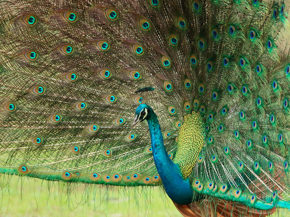 Bird watching Tours in Sri Lanka - Sri Lanka Bird watching Tours - Bird watching in Sri Lanka - Yala - Udawalawe - Sinharaja - Wilpattu - Kumana - Kaudulla - Kitulgala - Anawilundawa - Kitulgala - Bundala - Wasgamuwa - Galoya - Birds - Sri Lanka - Tours - Horton Plains - Birds of Sri Lanka - Knuckles - Talangama wetland - Kanneliya - Lunugamwehera - Birding Tours - Sri Lanka Birds