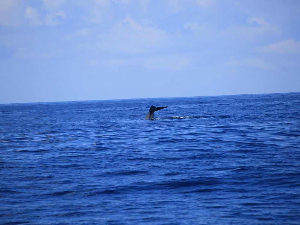 Blue Whales in Sri Lanka, Whales in Sri Lanka, Mammals in Sri Lanka, Whale Watching Mirissa, Whale Watching Tours in Sri Lanka, Whale Watching in Sri Lanka, Sri Lankan Whales