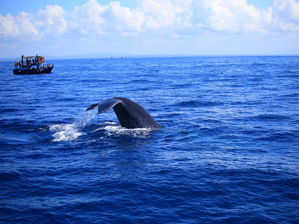 Blue Whales in Sri Lanka, Whales in Sri Lanka, Mammals in Sri Lanka, Whale Watching Mirissa, Whale Watching Tours in Sri Lanka, Whale Watching in Sri Lanka, Sri Lankan Whales