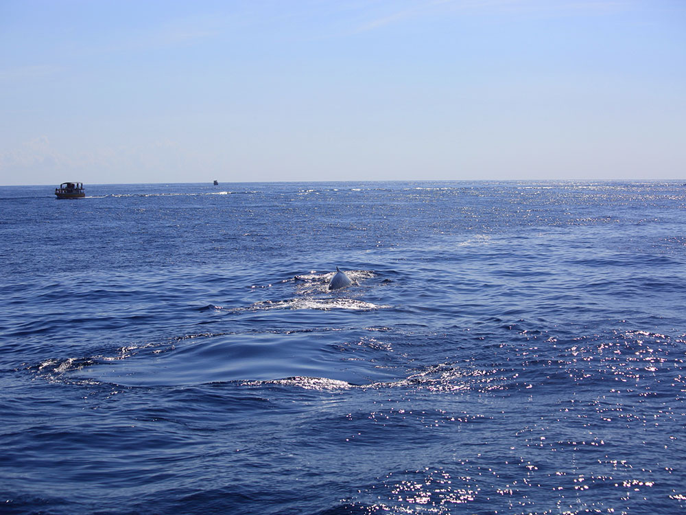 Blue Whales in Sri Lanka, Whales in Sri Lanka, Mammals in Sri Lanka, Whale Watching Mirissa, Whale Watching Tours in Sri Lanka, Whale Watching in Sri Lanka, Sri Lankan Whales