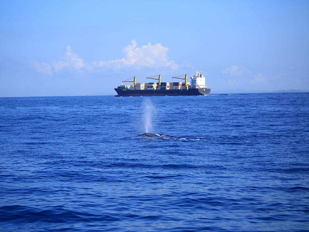 Blue Whales in Sri Lanka, Whales in Sri Lanka, Mammals in Sri Lanka, Whale Watching Mirissa, Whale Watching Tours in Sri Lanka, Whale Watching in Sri Lanka, Sri Lankan Whales