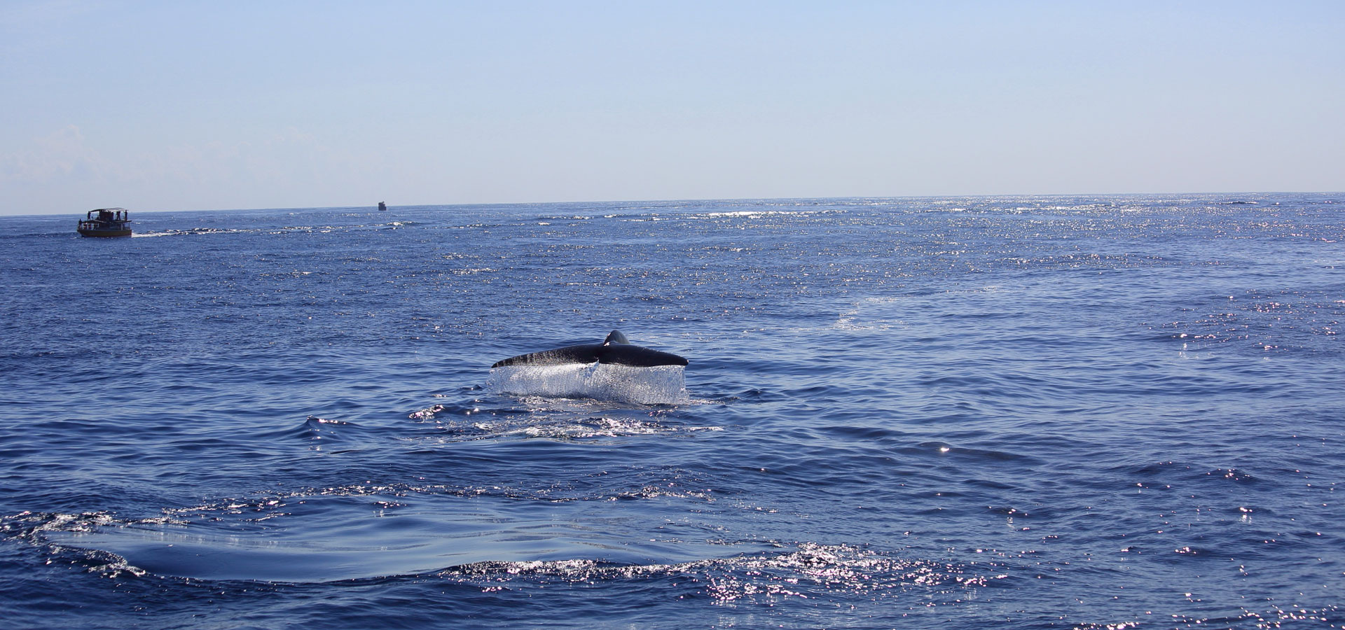 Blue Whales in Sri Lanka, Whales in Sri Lanka, Mammals in Sri Lanka, Whale Watching Mirissa, Whale Watching Tours in Sri Lanka, Whale Watching in Sri Lanka, Sri Lankan Whales