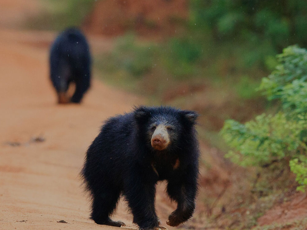 Sri Lanka Sloth Bear, Sloth Bears of the Yala National Park in Sri Lanka, Mammals in Sri Lanka, Sloth Bears in Sri Lanka, Yala Sloth Bears