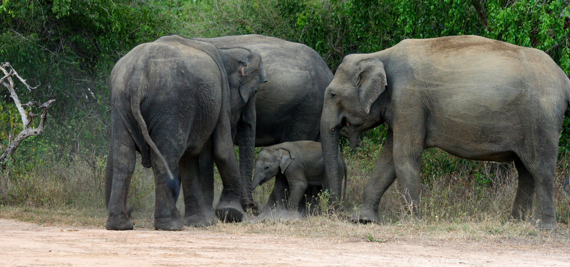 Elephants in Sri Lanka, Elephant Conservation in Sri Lanka, Where is the Best Place to See Elephants in Sri Lanka, Sri Lankan Elephants, Elephant watching destinations in Sri Lanka