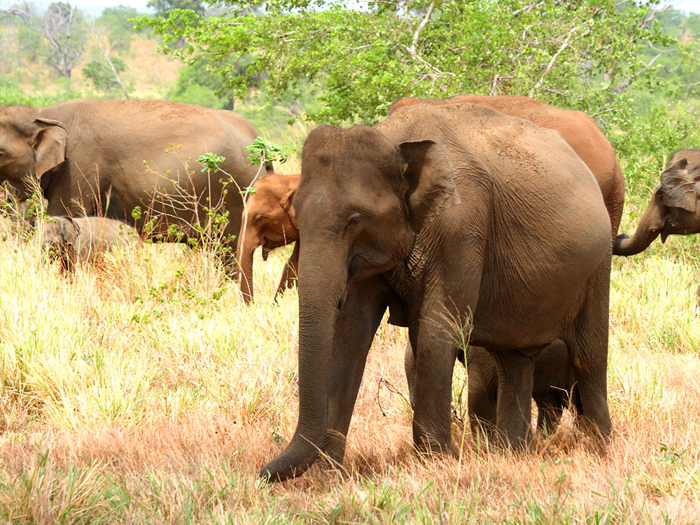 Elephants in Sri Lanka, Elephant Conservation in Sri Lanka, Where is the Best Place to See Elephants in Sri Lanka, Sri Lankan Elephants, Elephant watching destinations in Sri Lanka