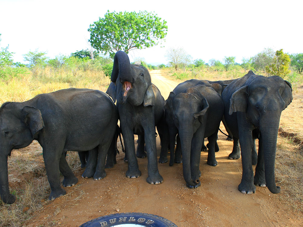 Elephants in Sri Lanka, Elephant Conservation in Sri Lanka, Where is the Best Place to See Elephants in Sri Lanka, Sri Lankan Elephants, Elephant watching destinations in Sri Lanka